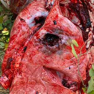 Buffalo Hunt Entrance Wound Double Lungs Zimbabwe