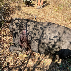 Buffalo Hunt Zimbabwe