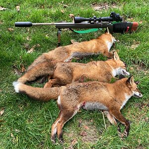 Fox Hunt Ireland