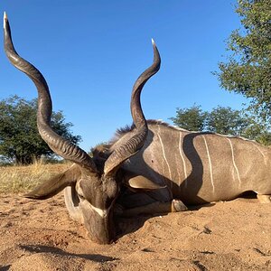 Kudu Hunting Namibia