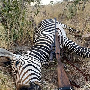 Hartmann’s Mountain Zebra Hunting Namibia