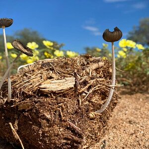 Wild Mushrooms Namibia