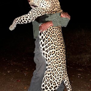 Leopard Hunting Zimbabwe