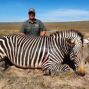 Hartmann’s Mountain Zebra Hunting South Africa
