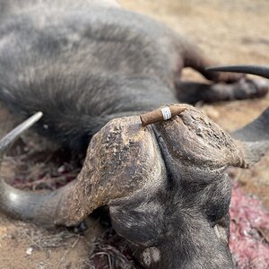 Buffalo Hunt