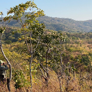 Glasing From Top Of Ridge Zimbabwe