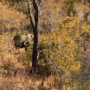 Elephants Zimbabwe