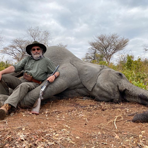 Tuskless Elephant Hunt Zimbabwe