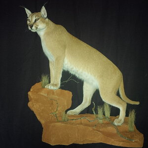 Caracal Full Mount Taxidermy