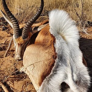 Springbok Hunt Botswana