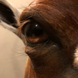 Eye Close Up Taxidermy