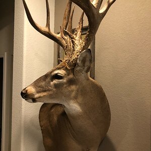 Whitetail Deer Shoulder Mount Taxidermy