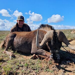 Black Wildebeest Hunt South Africa