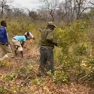 Clearing Area For Elephant Loading Zimbabwe