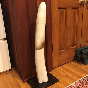 Elephant Tusk Display Taxidermy