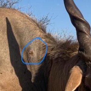 Eland bullet placement