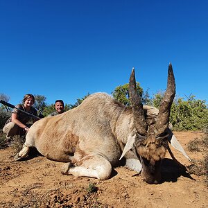 Eland Hunting South Africa