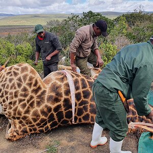 Giraffe Skinning & Butchering South Africa