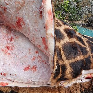 Giraffe Skinning & Butchering South Africa