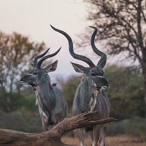 Kudu South Africa