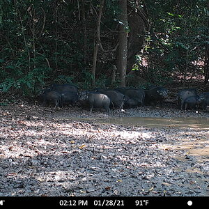 Big group of Giant Forest Hog
