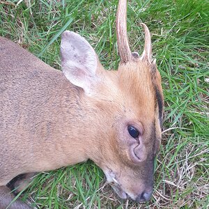 Muntjac Deer Hunt United Kingdom