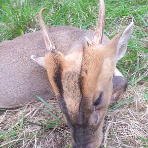 Muntjac Deer Hunt United Kingdom