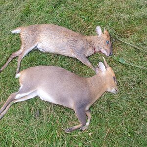 Muntjac Deer Hunt United Kingdom