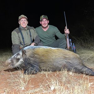 Bushpig Hunting Limpopo Povince South Africa