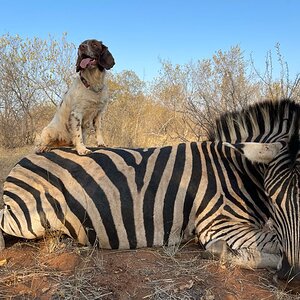 Burchell's Zebra Hunting Limpopo Povince South Africa