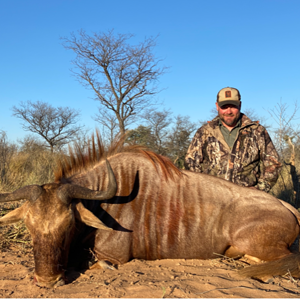 Golden Wildebeest Hunt South Africa