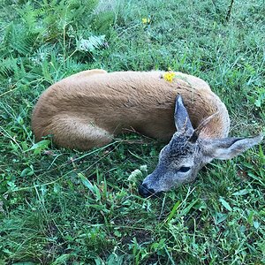 Roe Deer Hunting Romania