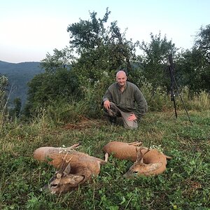 Roe Deer Hunting Romania