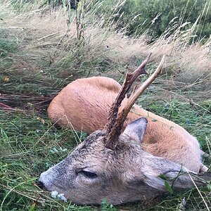 Roe Deer Hunting Romania