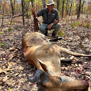 Lichtenstein Hartebeest Hunt Tanzania