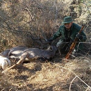 Kudu Hunting South Africa