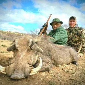 Warthog Hunting South Africa