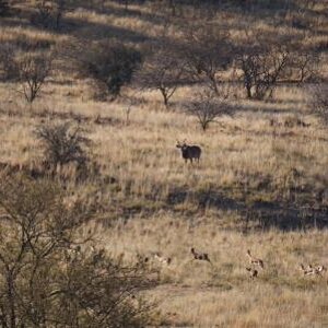 Big Kudu South Africa