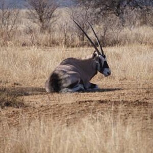 Gemsbok South Africa