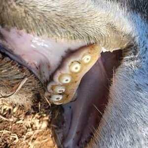 Gemsbok Worn Teeth South Africa