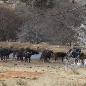 Buffalo Herd South Africa