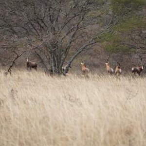 Blesbok South Africa