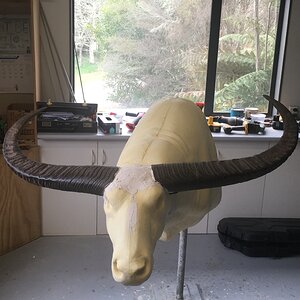 Water Buffalo Mount In The Make Taxidermy