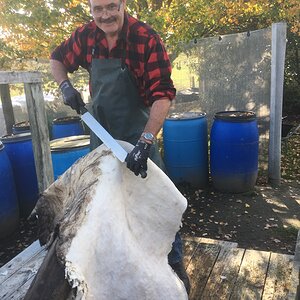 Fleshing Buffalo Skin Taxidermy