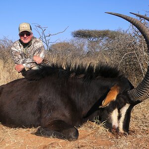 Sable Bull Hunt South Africa