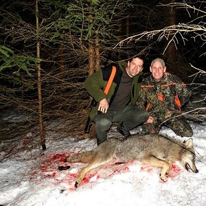 Wolf Hunting Romania