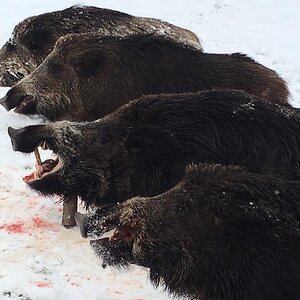 Wild Boar Hunting Romania