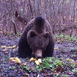 Brown Bear Romania