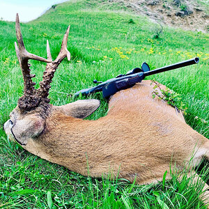 Roe Deer Hunting Romania