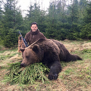 Brown Bear Hunting Romania